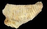 Cretaceous Fossil Oyster (Rastellum) - Madagascar #69618-2